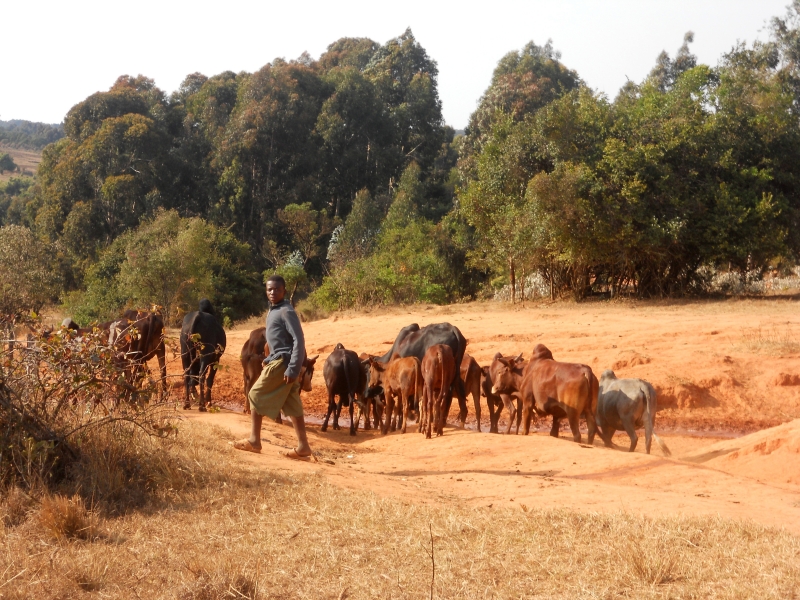3548955-grazing-animals-some-small-african-children-lead-their-animals